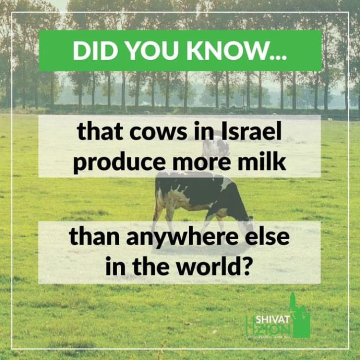 Cows in Israel Produce More Milk